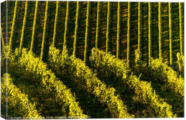 Rows Of Vineyard Grape Vines. Autumn Landscape. Austria south Styria . Abstract Background Of Autumn Vineyards Rows. Canvas Print by Przemek Iciak