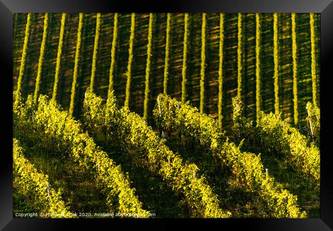 Rows Of Vineyard Grape Vines. Autumn Landscape. Austria south Styria . Abstract Background Of Autumn Vineyards Rows. Framed Print by Przemek Iciak