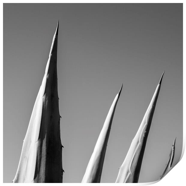 Agave cactus points Print by Phil Crean