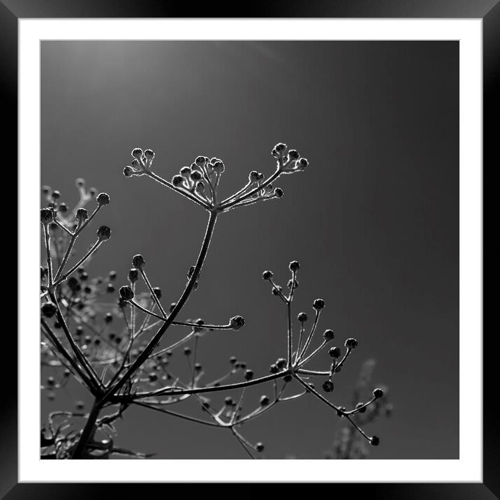 Backlit seed head Framed Mounted Print by Phil Crean