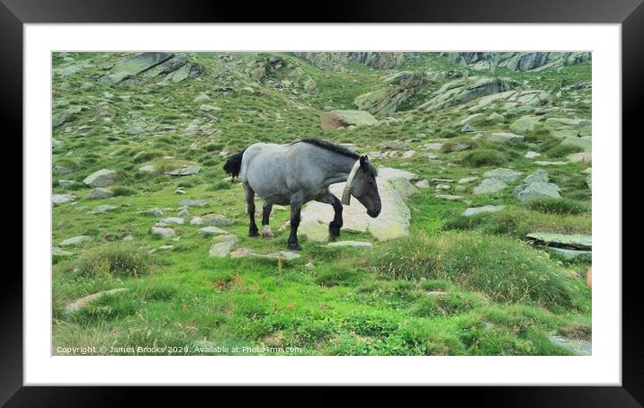 Grey Beauty Framed Mounted Print by James Brooks