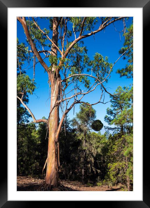 Eucalyptus tree, Tenerife Framed Mounted Print by Phil Crean
