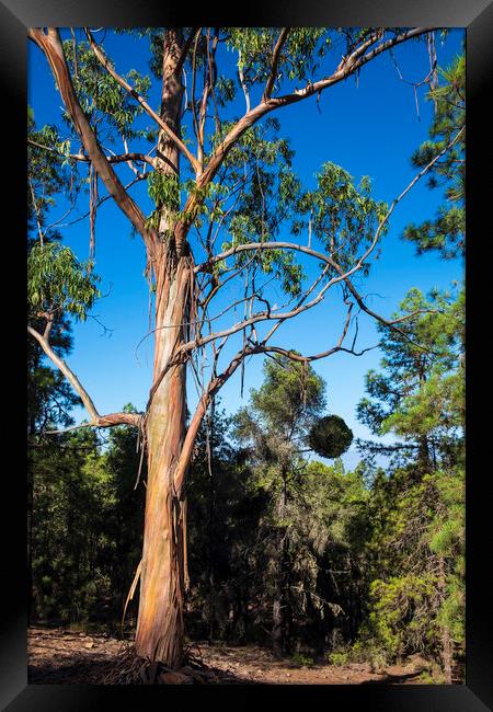 Eucalyptus tree, Tenerife Framed Print by Phil Crean