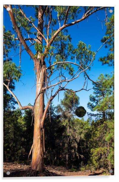 Eucalyptus tree, Tenerife Acrylic by Phil Crean