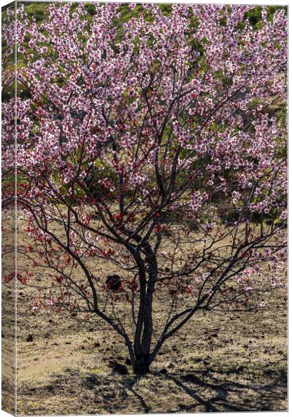 Pink almond blossom, Tenerife Canvas Print by Phil Crean