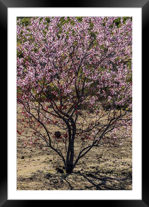 Pink almond blossom, Tenerife Framed Mounted Print by Phil Crean