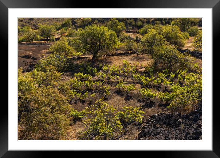 Vines and almond trees, Tenerife Framed Mounted Print by Phil Crean