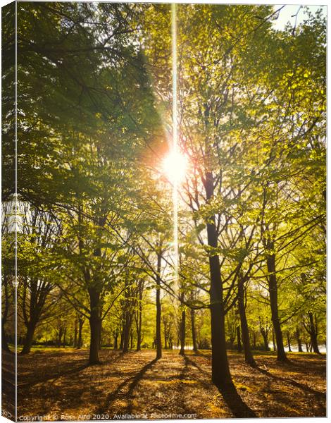 Morning Sun in Virgina Water Forest in Surrey, England Canvas Print by Ross Aird
