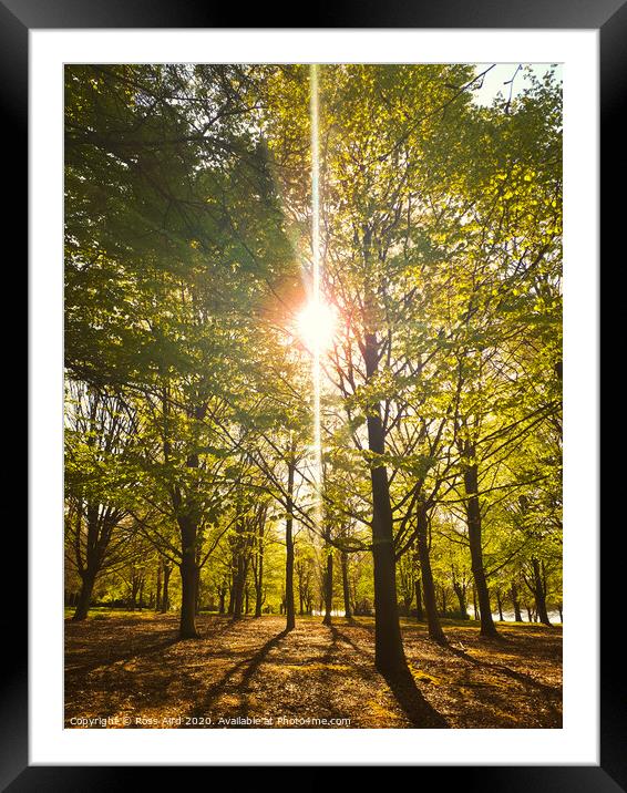 Morning Sun in Virgina Water Forest in Surrey, England Framed Mounted Print by Ross Aird