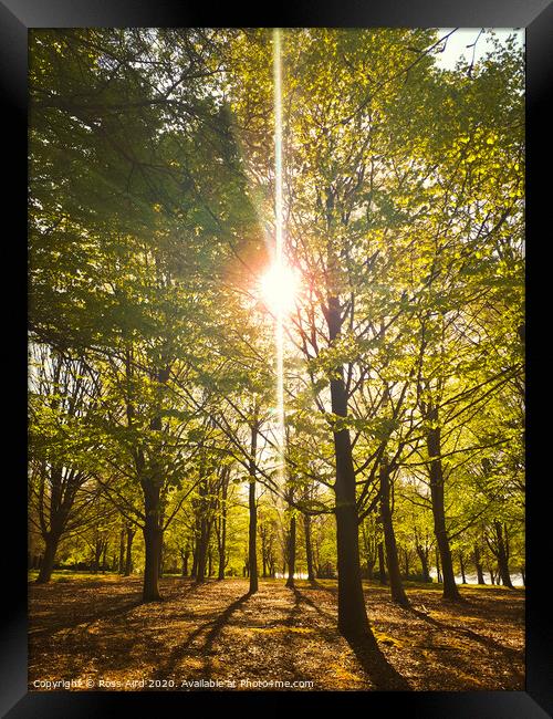 Morning Sun in Virgina Water Forest in Surrey, England Framed Print by Ross Aird