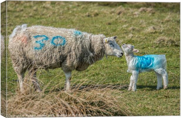 A mother greets one of its new born lambs Canvas Print by Richard Ashbee