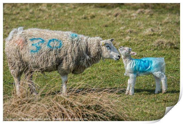 A mother greets one of its new born lambs Print by Richard Ashbee