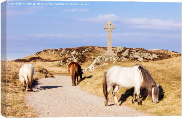 Welsh Mountain Ponies on Ynys Llanddwyn Anglesey Canvas Print by Pearl Bucknall