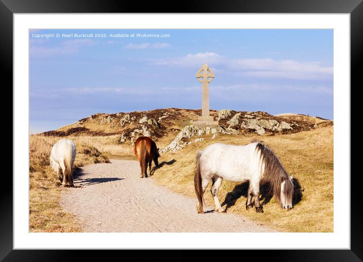 Welsh Mountain Ponies on Ynys Llanddwyn Anglesey Framed Mounted Print by Pearl Bucknall
