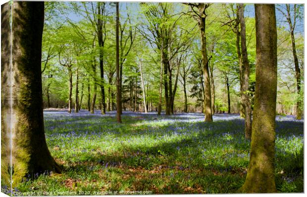 Bluebells Canvas Print by Paul Chambers