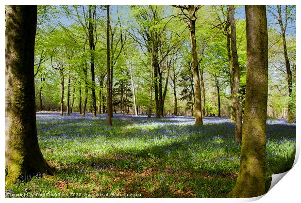 Bluebells Print by Paul Chambers
