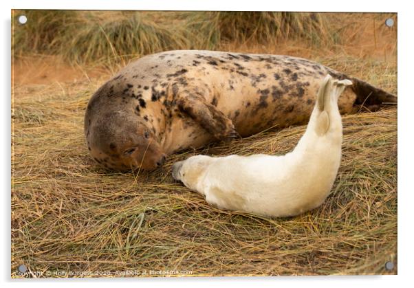 Intimate Bond: Grey Seals at Lincolnshire Acrylic by Holly Burgess