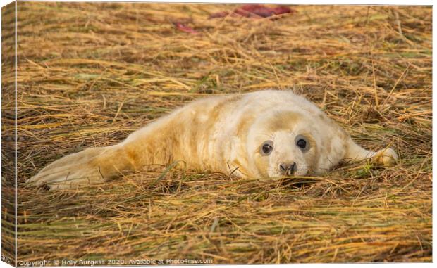 Newborn Seal's First Days, Donna Nook Canvas Print by Holly Burgess