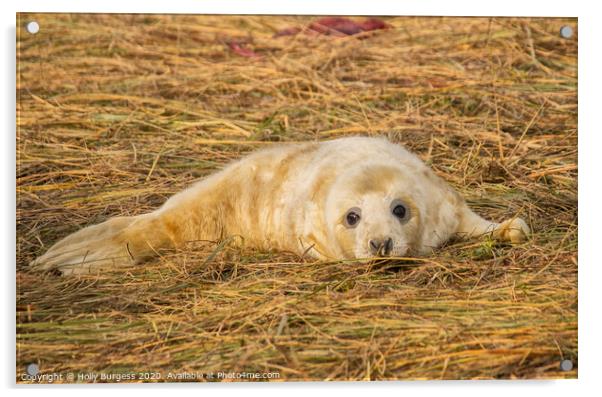 Newborn Seal's First Days, Donna Nook Acrylic by Holly Burgess