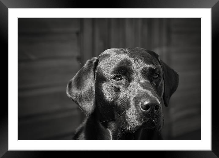 A Working Dog Framed Mounted Print by Simon Wrigglesworth