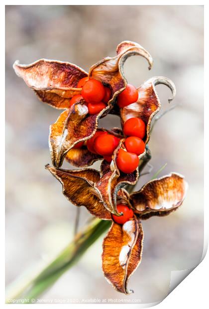 Scarlet Seeded Winter Berries Print by Jeremy Sage