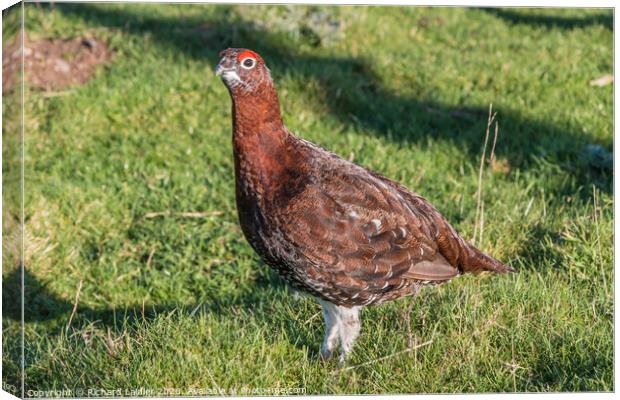 Red Grouse Closeup Canvas Print by Richard Laidler