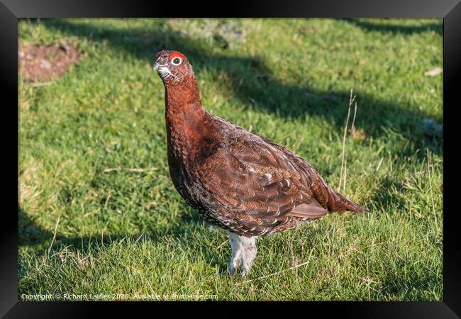 Red Grouse Closeup Framed Print by Richard Laidler