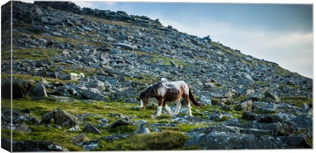Pony on Bodmin Moor Canvas Print by David Wilkins