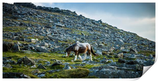 Pony on Bodmin Moor Print by David Wilkins