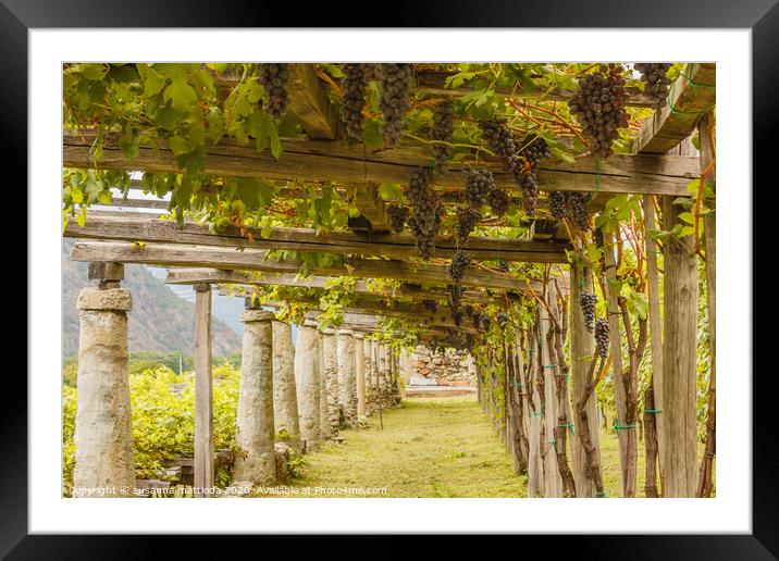 agricultural architecture of vineyards in Carema , Framed Mounted Print by susanna mattioda