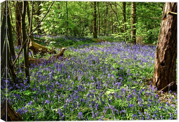 Bluebells at Norsey Woods, Billericay, Essex, UK.  Canvas Print by Peter Bolton