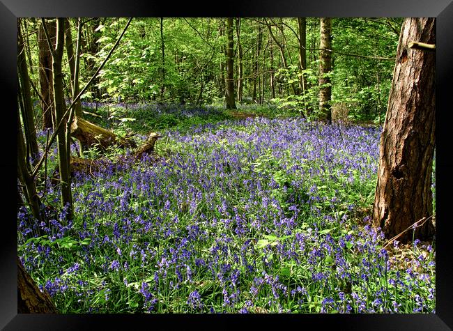 Bluebells at Norsey Woods, Billericay, Essex, UK.  Framed Print by Peter Bolton