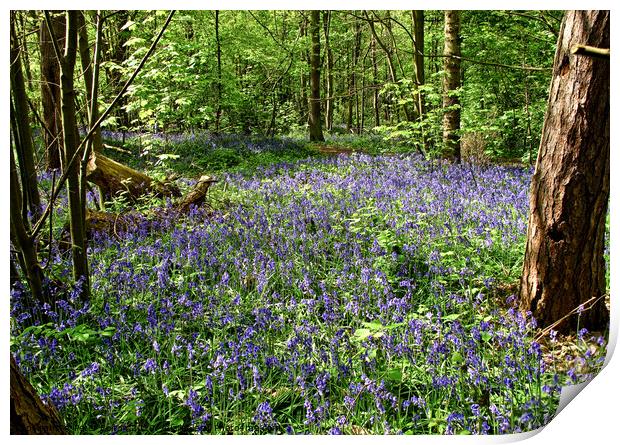 Bluebells at Norsey Woods, Billericay, Essex, UK.  Print by Peter Bolton
