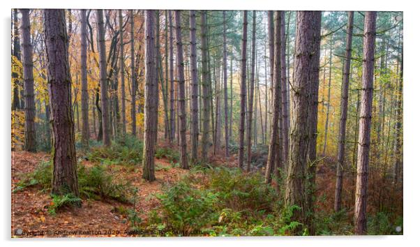 Pine forest in autumn, Erncroft woods, Compstall Acrylic by Andrew Kearton