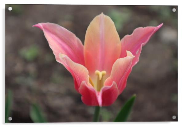 Beautiful pink Tulip flower Acrylic by Karina Osipova