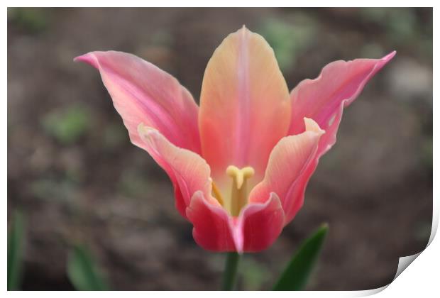 Beautiful pink Tulip flower Print by Karina Osipova