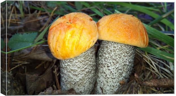 Two small mushroom orange - cap boletus with an orange hat Canvas Print by Karina Osipova