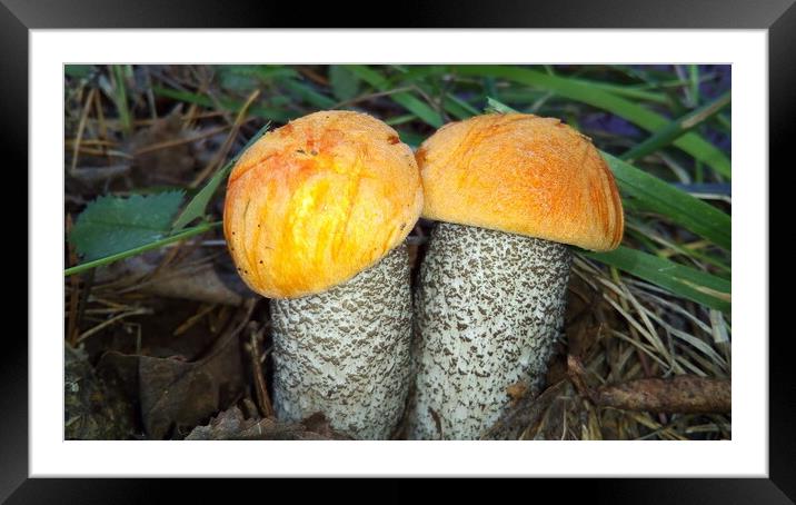 Two small mushroom orange - cap boletus with an orange hat Framed Mounted Print by Karina Osipova