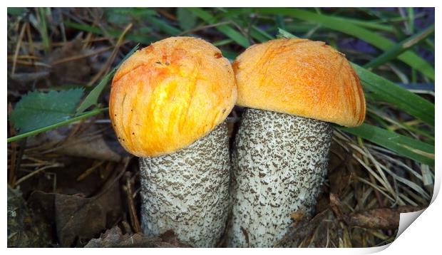 Two small mushroom orange - cap boletus with an orange hat Print by Karina Osipova