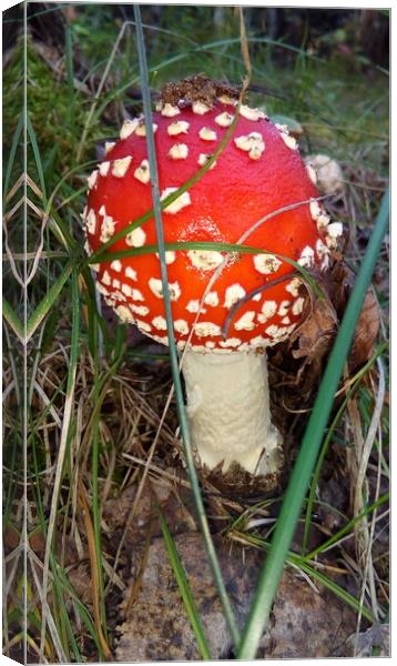 A small mushroom with a red cap Canvas Print by Karina Osipova