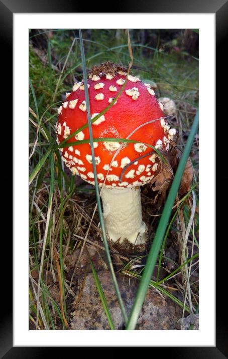 A small mushroom with a red cap Framed Mounted Print by Karina Osipova