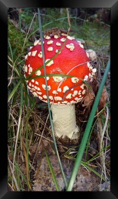 A small mushroom with a red cap Framed Print by Karina Osipova