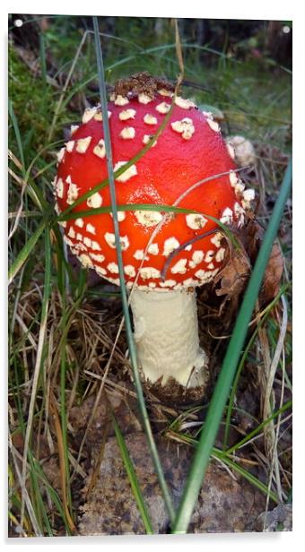 A small mushroom with a red cap Acrylic by Karina Osipova