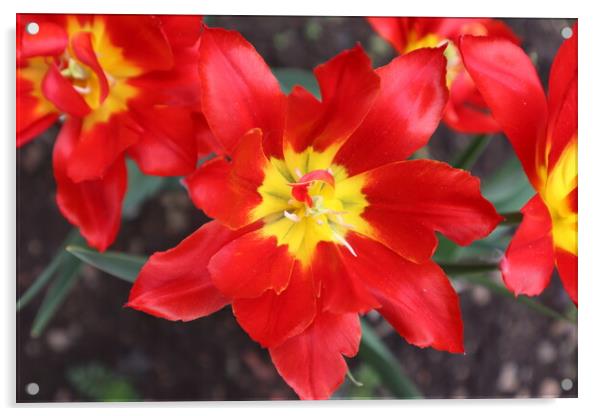 Beautiful red Tulip flower Acrylic by Karina Osipova