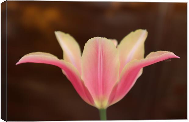 Beautiful pink Tulip flower on brown background Canvas Print by Karina Osipova