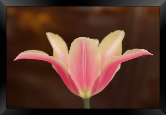 Beautiful pink Tulip flower on brown background Framed Print by Karina Osipova
