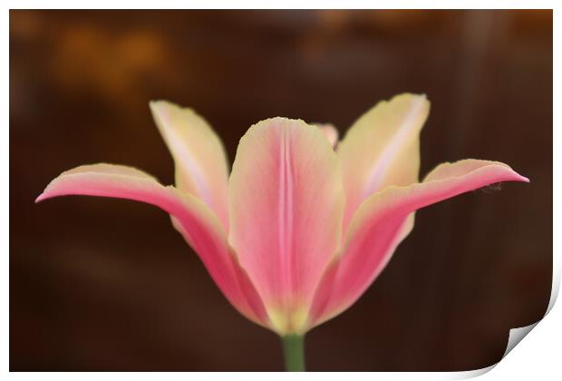 Beautiful pink Tulip flower on brown background Print by Karina Osipova