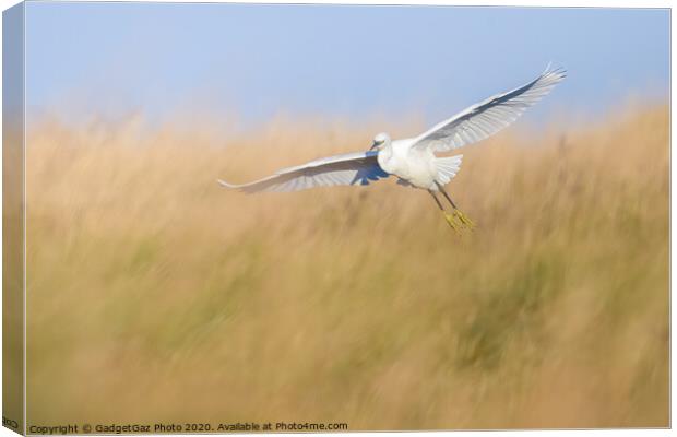 Little Egret through the grass Canvas Print by GadgetGaz Photo
