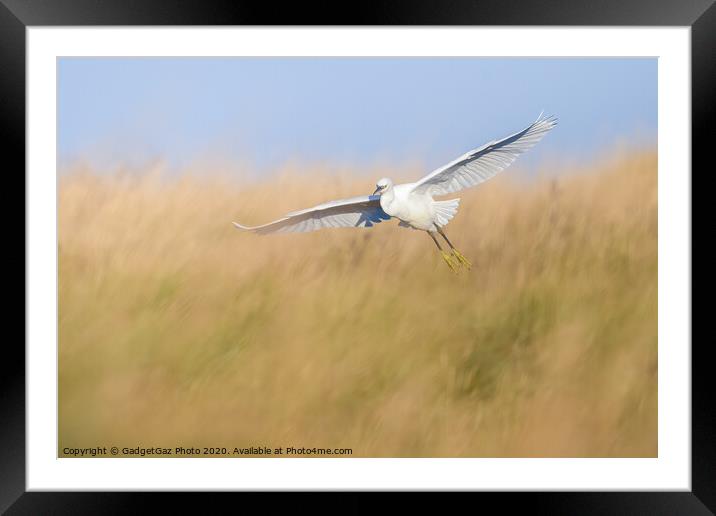Little Egret through the grass Framed Mounted Print by GadgetGaz Photo