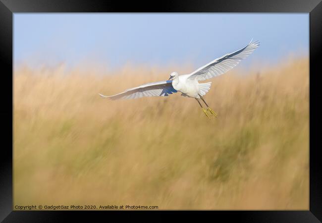 Little Egret through the grass Framed Print by GadgetGaz Photo